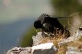 Pyrrhocorax graculus